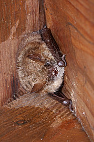 Wasserfledermaus