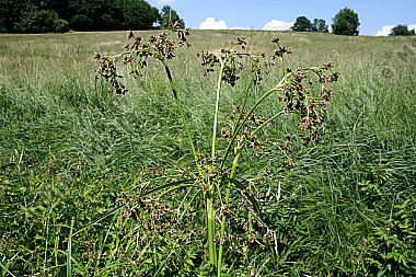 Wald-Simse