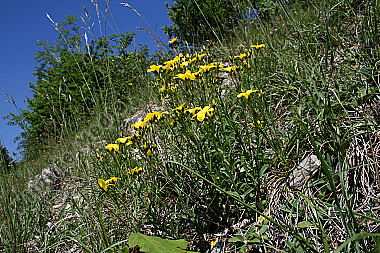 Gelber Lein