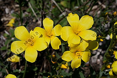 Gelber Lein
