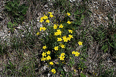 Gelber Lein
