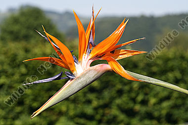 Paradiesvogelblume