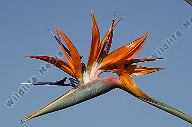 Paradiesvogelblume