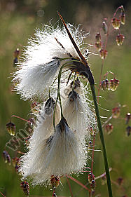 Breitblättriges Wollgras