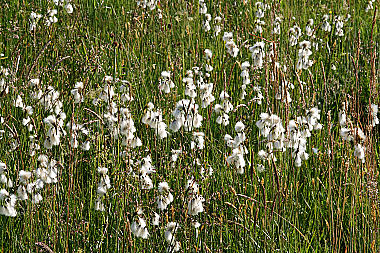 Breitblättriges Wollgras