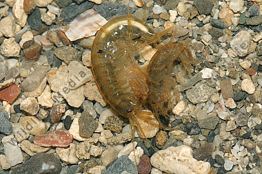Bachflohkrebs