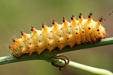Osterluzeifalter Raupe
