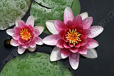 Seerose