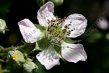 Brombeerblüte
