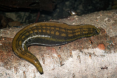 Pferdeegel