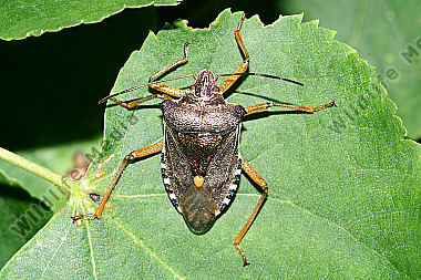 Rotbeinige Baumwanze