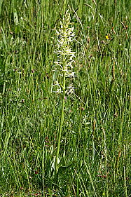 Weiße Waldhyazinthe