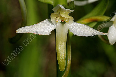Weiße Waldhyazinthe