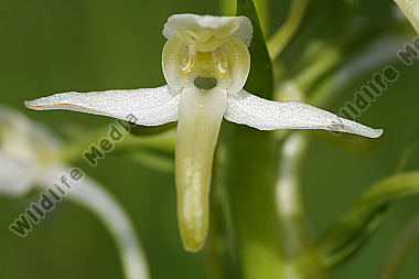 Weiße Waldhyazinthe