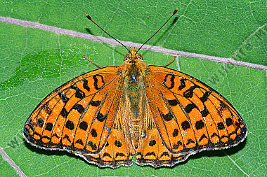 Großer Perlmutterfalter