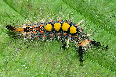 Kleiner Bürstenspinner Raupe
