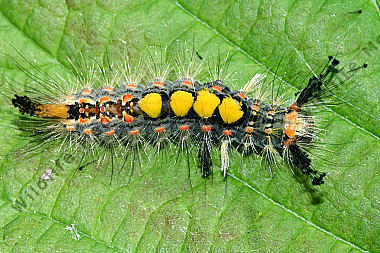 Kleiner Bürstenspinner Raupe