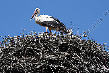 Weißstorch