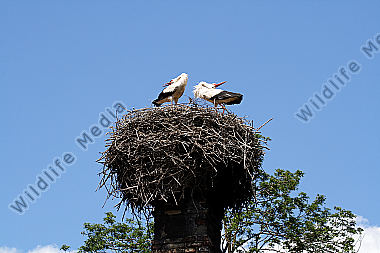 Weißstorch