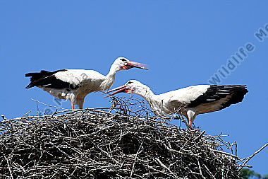 Weißstorch