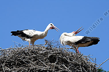 Weißstorch