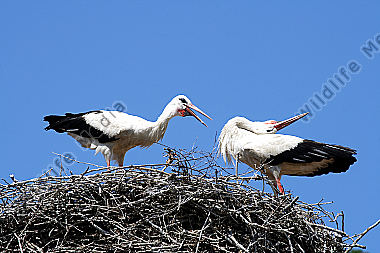 Weißstorch