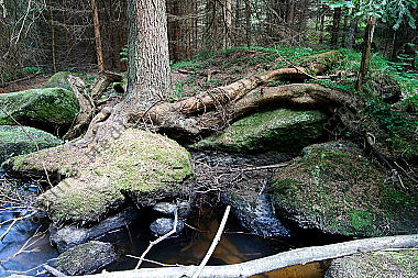 Waldviertler Bach