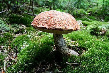 Rotkappe