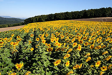 Sonnenblumenfeld