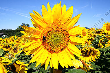 Sonnenblumenfeld