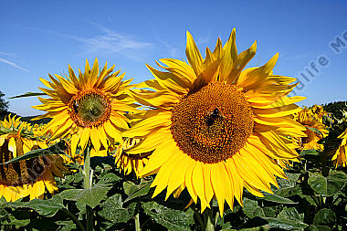 Sonnenblumenfeld