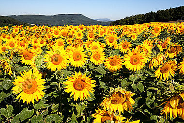 Sonnenblumenfeld