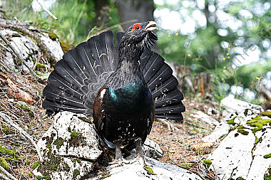Auerhahn