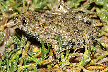 Rotbauchunke