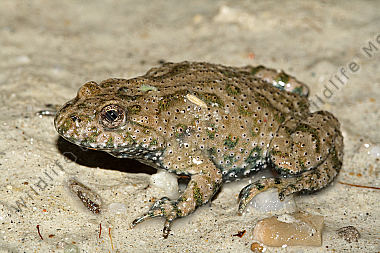 Rotbauchunke