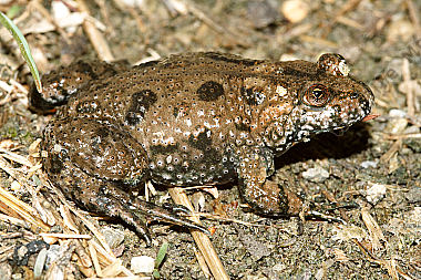 Rotbauchunke