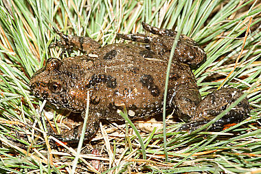 Rotbauchunke