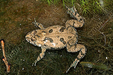 Rotbauchunke