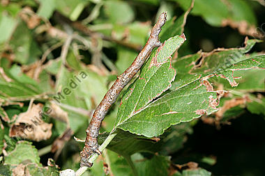 Zackenspanner Raupe