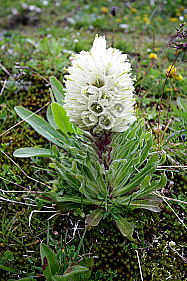 Strauß-Glockenblume