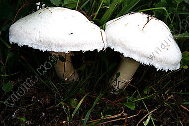 Wiesenchampignon