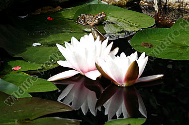 Gartenteich