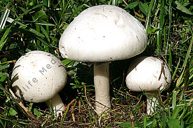 Wiesenchampignon