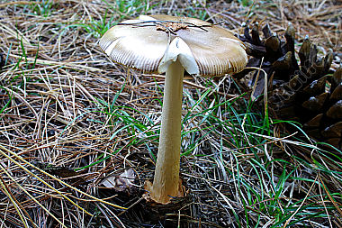 Verfärbender Scheidenstreifling