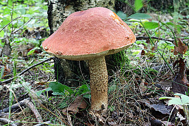 Espen-Rotkappe