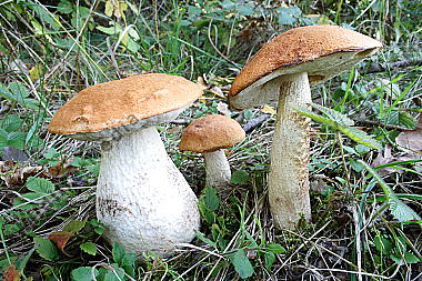 Espen-Rotkappe