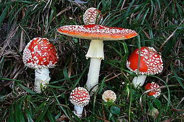 Roter Fliegenpilz