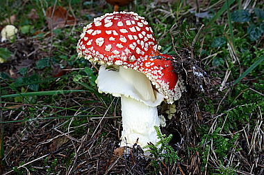 Roter Fliegenpilz