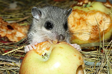 Siebenschläfer