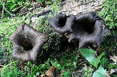 Totentrompeten